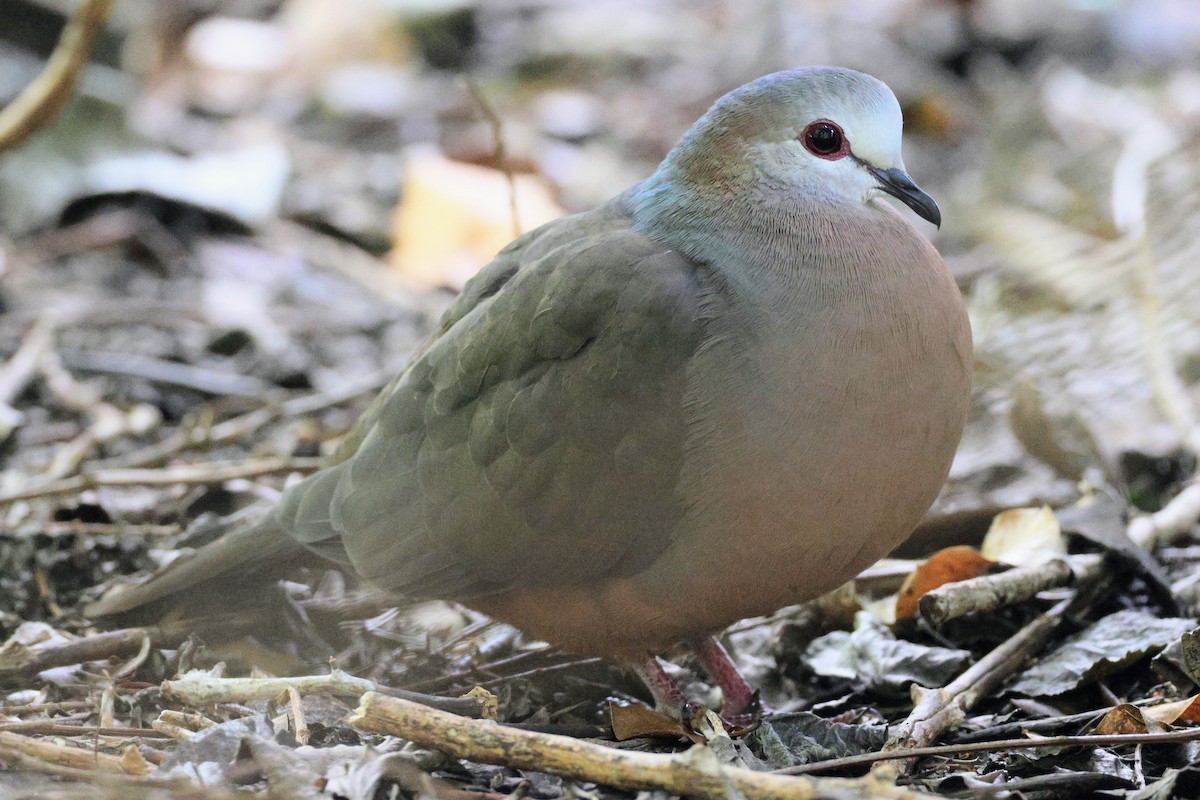 Lemon Dove - ML635652014