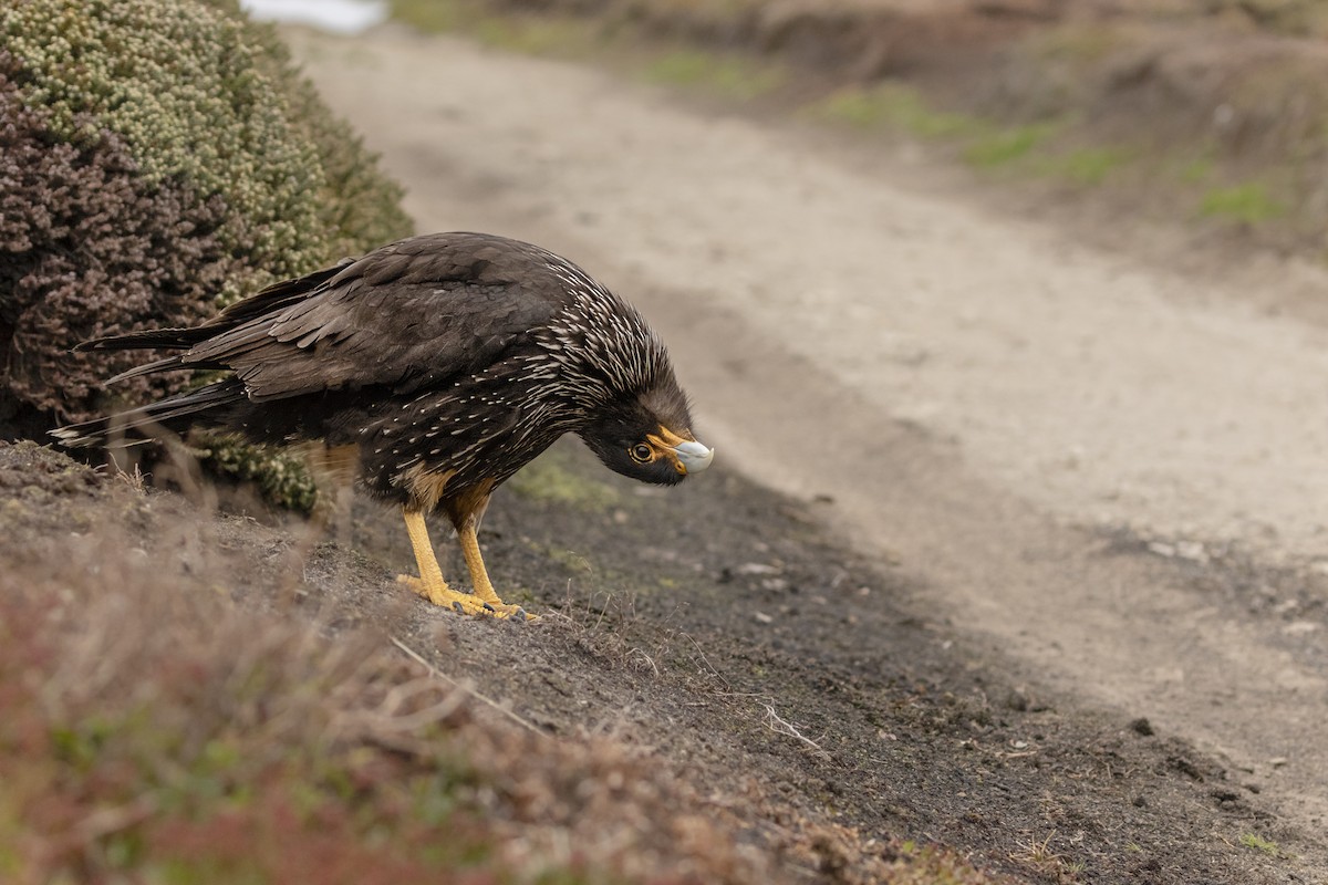 Striated Caracara - ML635652032