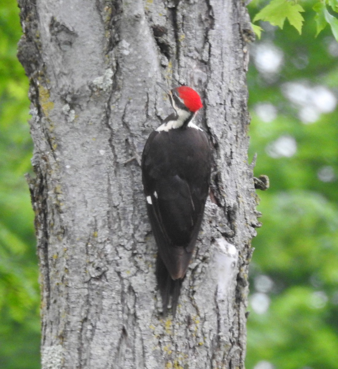 Pileated Woodpecker - ML635652224