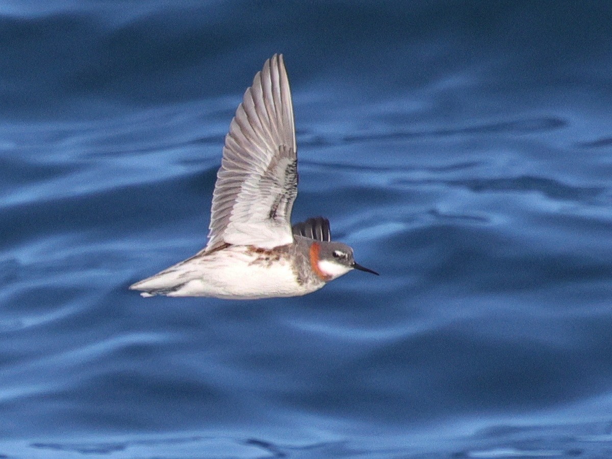 Red-necked Phalarope - ML635652318