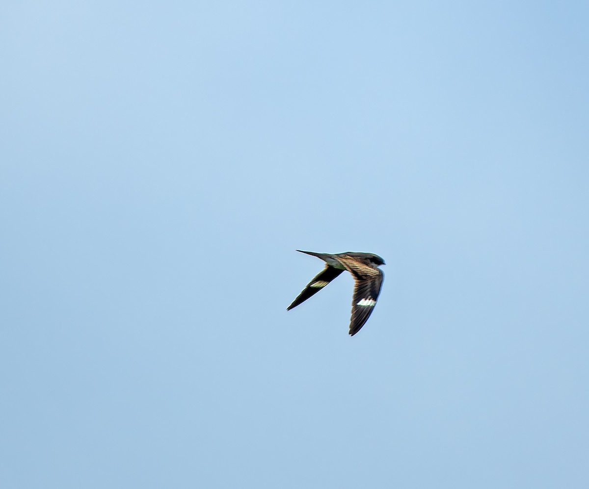 Common Nighthawk - ML635652396
