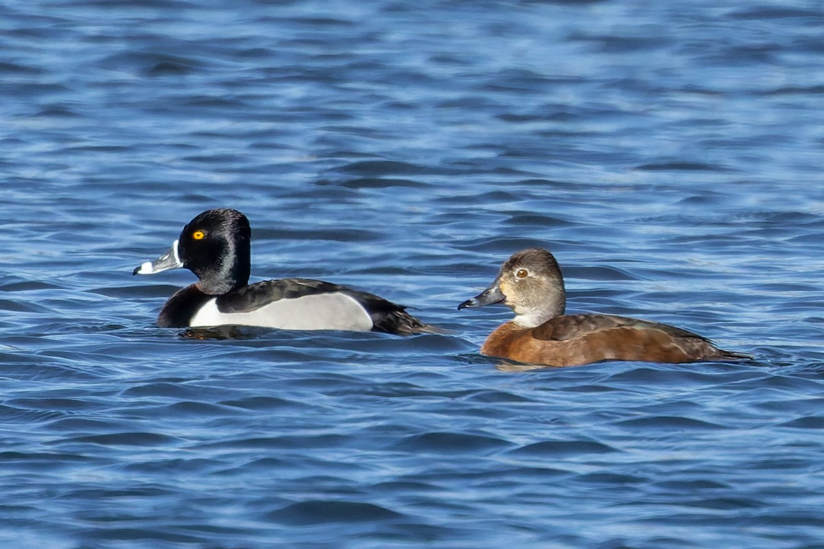Ring-necked Duck - ML635652491