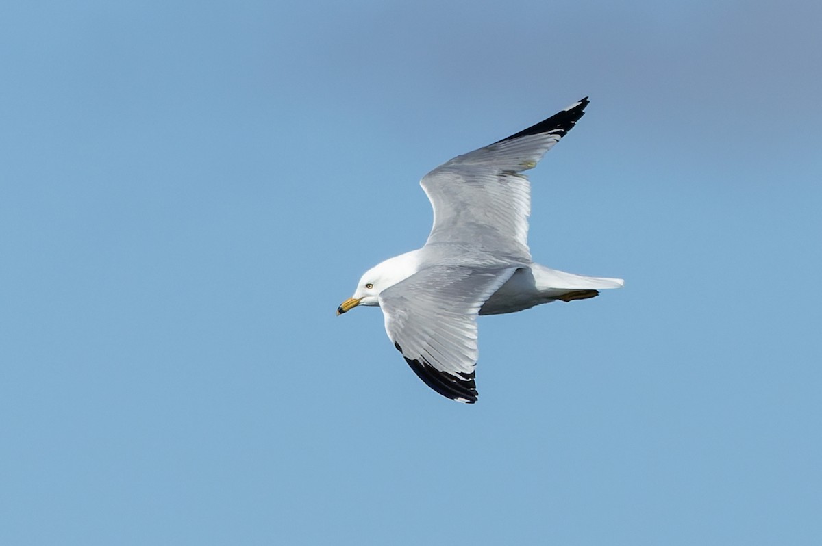 Ring-billed Gull - ML635652496