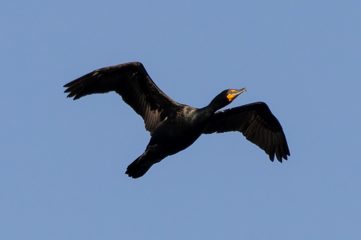 Double-crested Cormorant - ML635652502