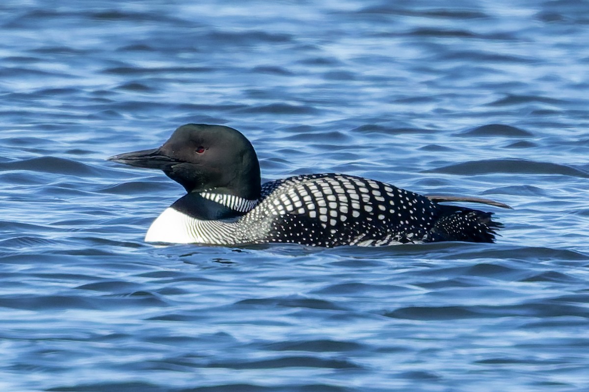 Common Loon - ML635652507