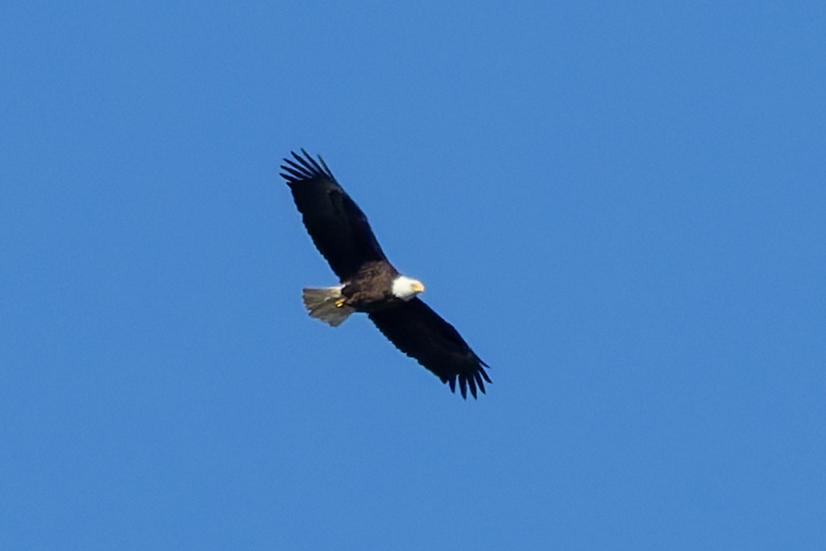 Bald Eagle - ML635652517