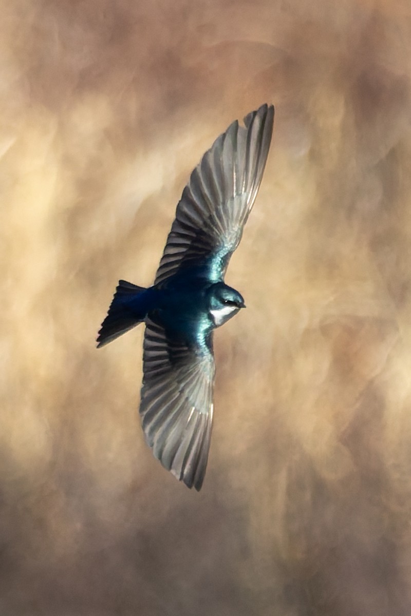 Tree Swallow - ML635652545