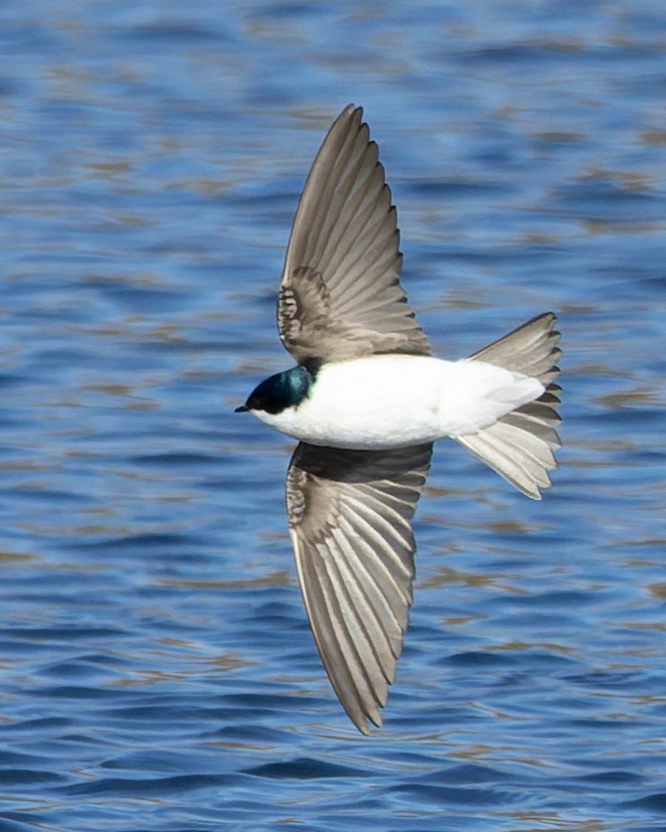 Tree Swallow - ML635652546