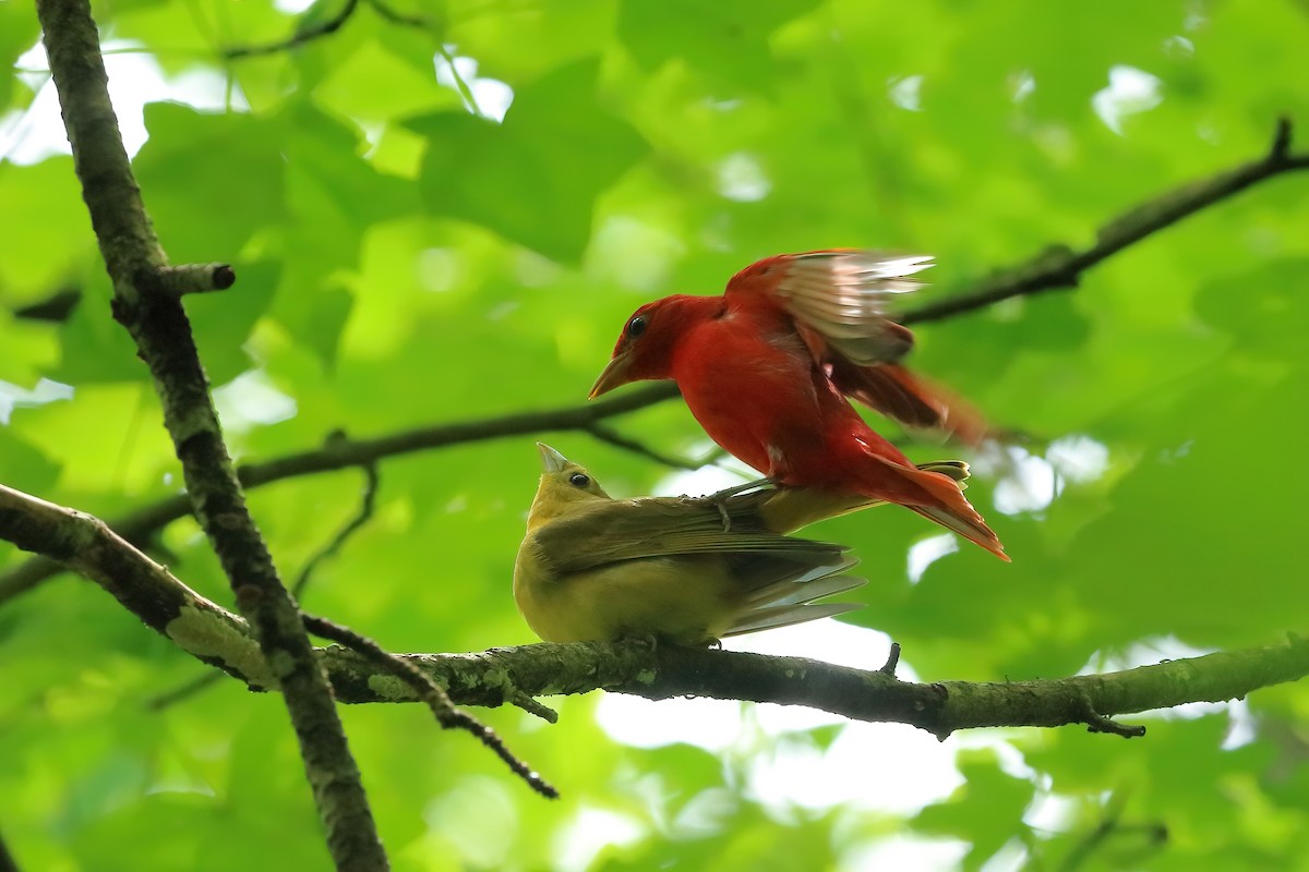 Summer Tanager - ML635652549