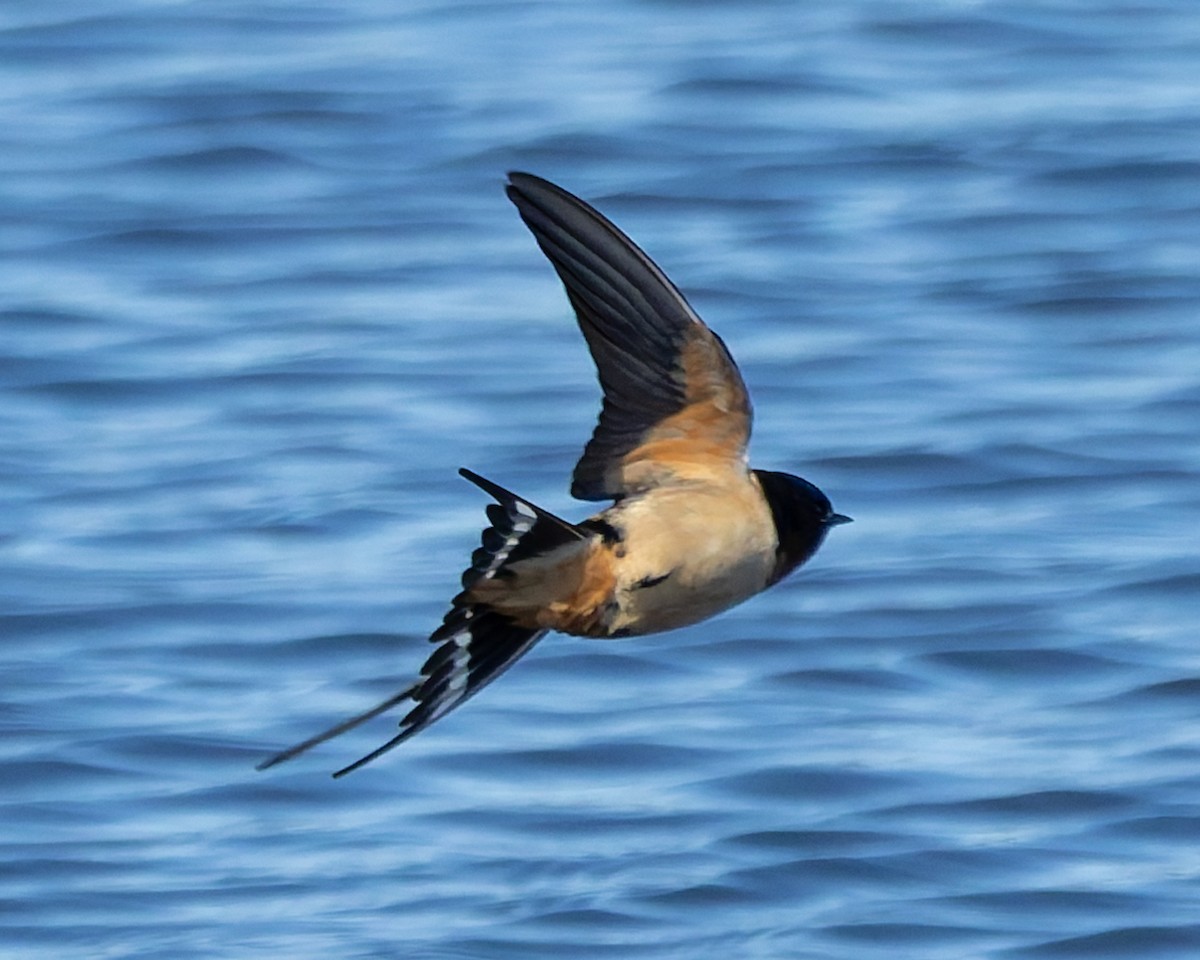 Barn Swallow - ML635652551