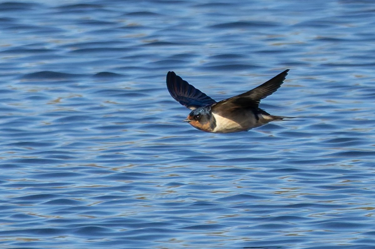 Barn Swallow - ML635652552