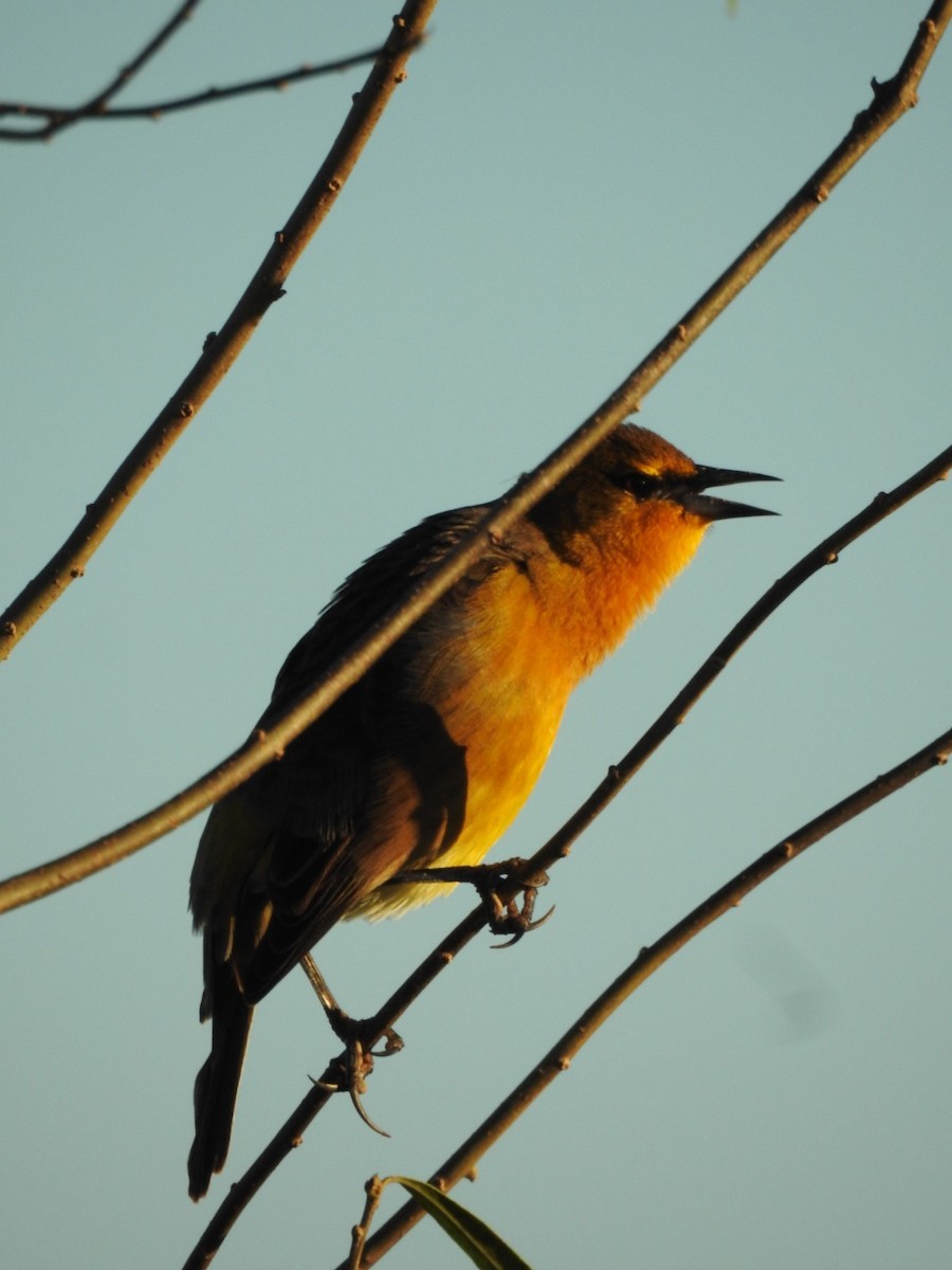 Saffron-cowled Blackbird - ML635652565
