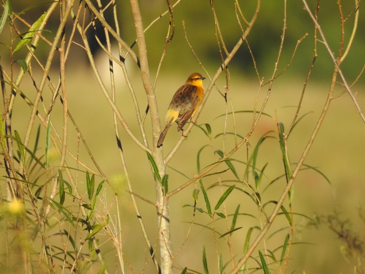 Saffron-cowled Blackbird - ML635652566