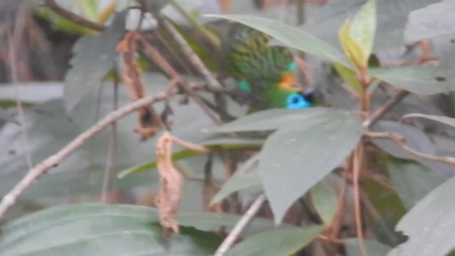 Brassy-breasted Tanager - ML635652583