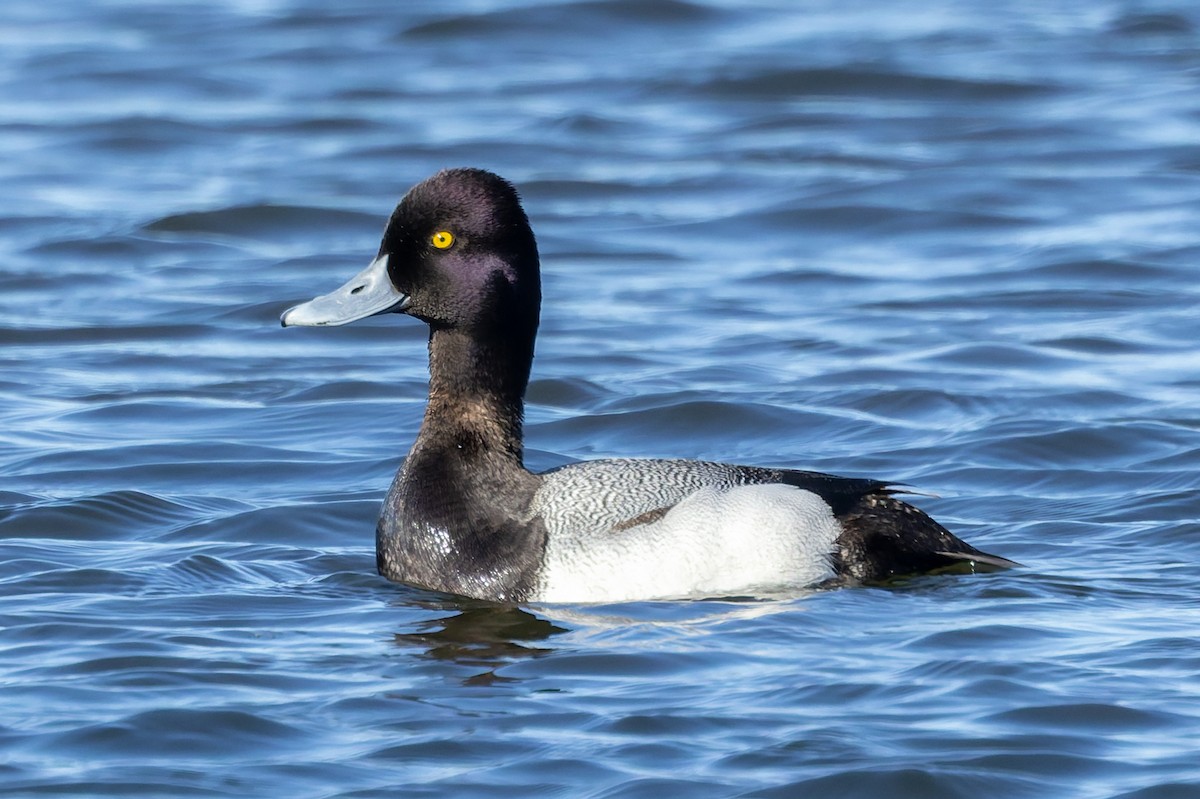 Lesser Scaup - ML635652588