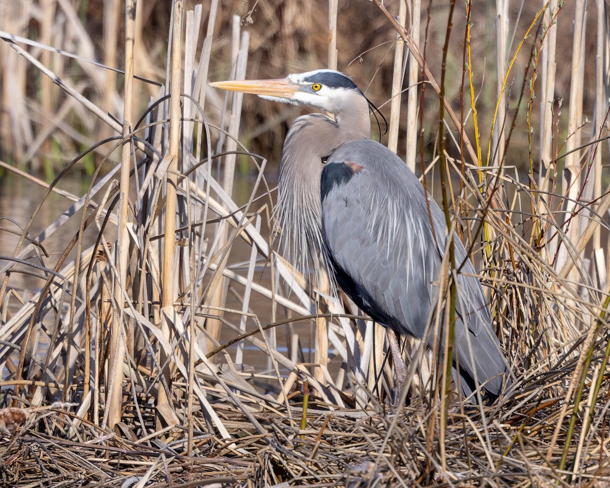 Great Blue Heron (Great Blue) - ML635652695