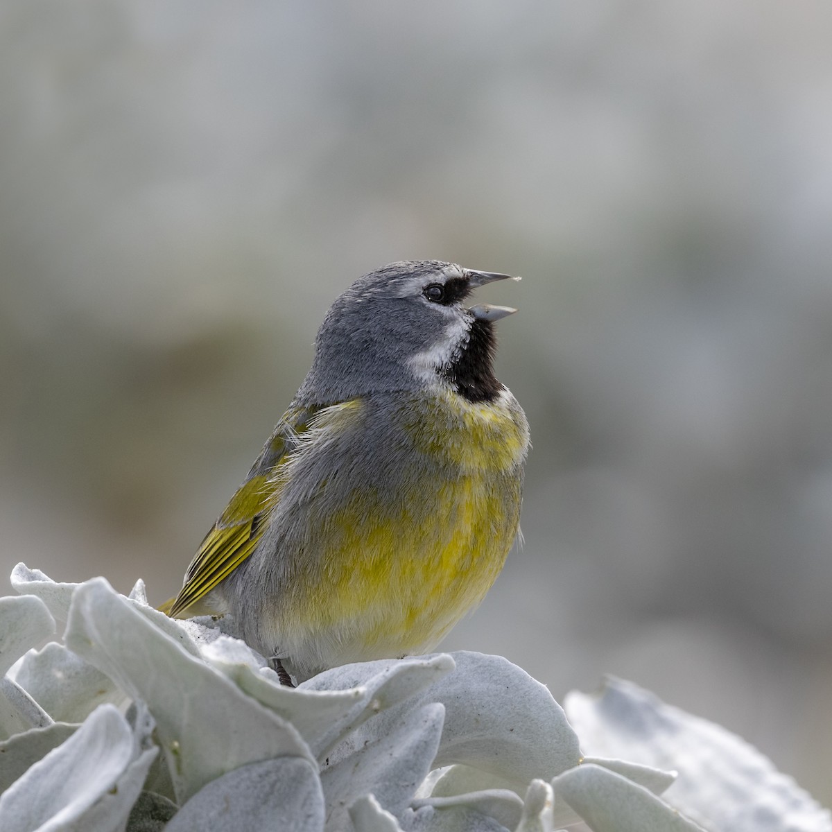 White-bridled Finch - ML635652741