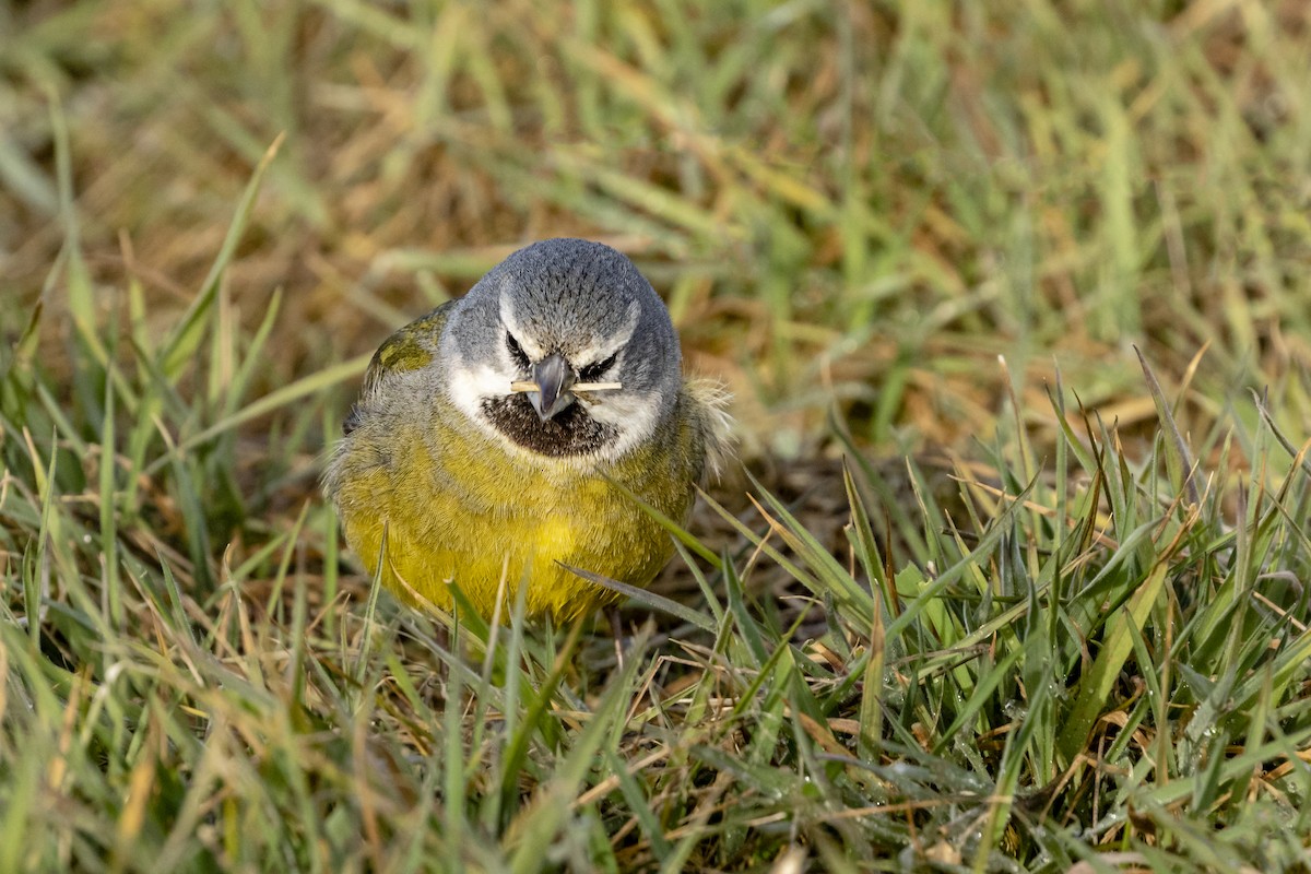 White-bridled Finch - ML635652745