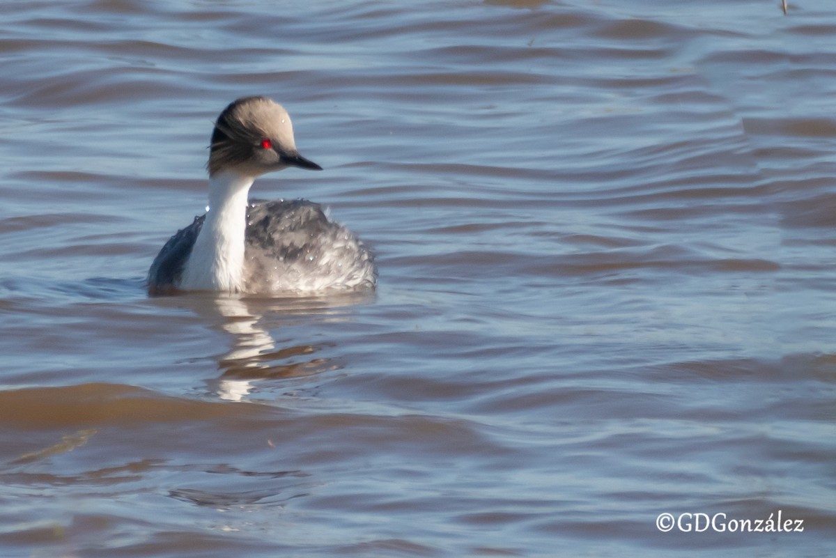 Silvery Grebe - ML635652767
