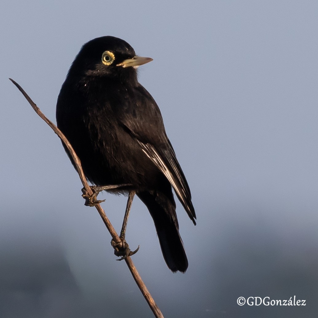 Spectacled Tyrant - ML635652790