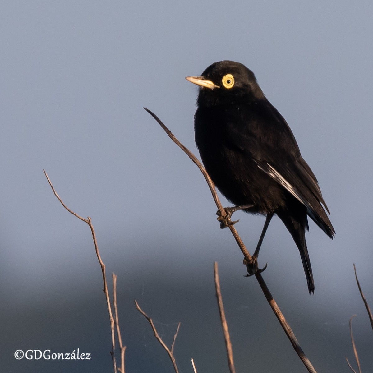 Spectacled Tyrant - ML635652792