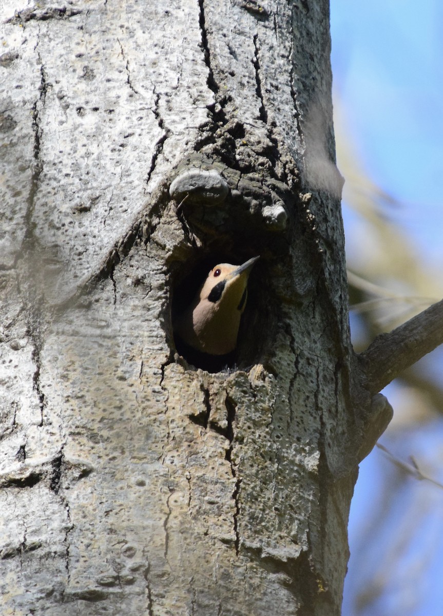 Goldspecht (auratus/luteus) - ML635652832