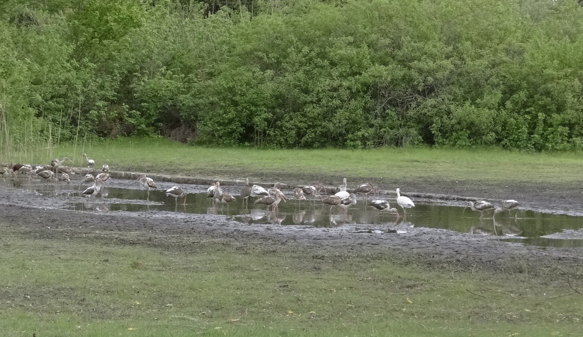 White Ibis - ML635652879