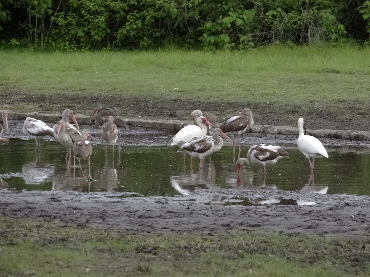White Ibis - ML635652881