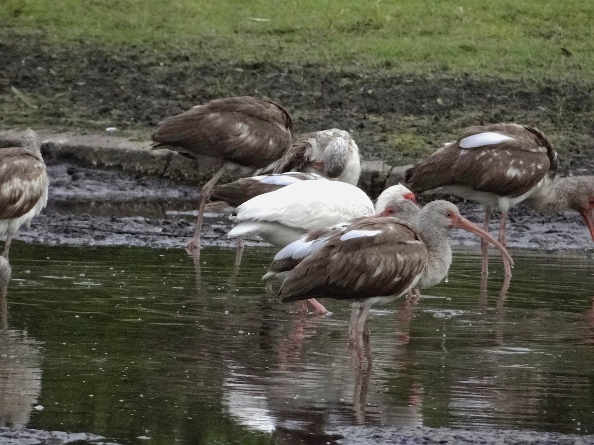 White Ibis - ML635652882