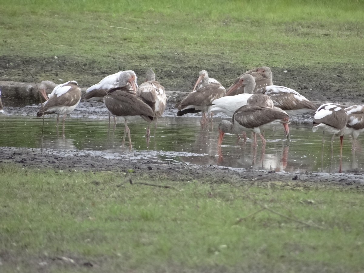 White Ibis - ML635652883