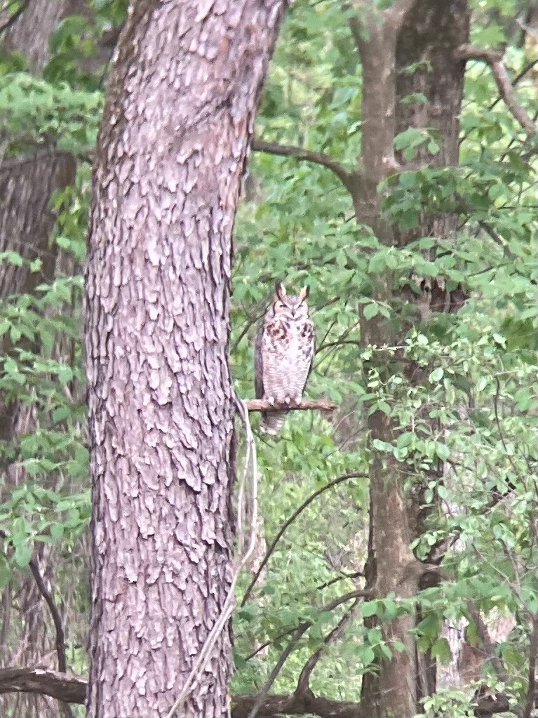 Great Horned Owl - ML635652901