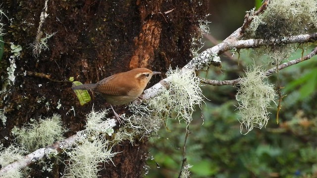 Mountain Wren - ML635652928