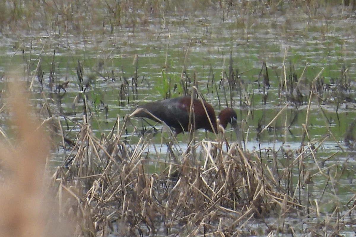 Glossy Ibis - ML635652934