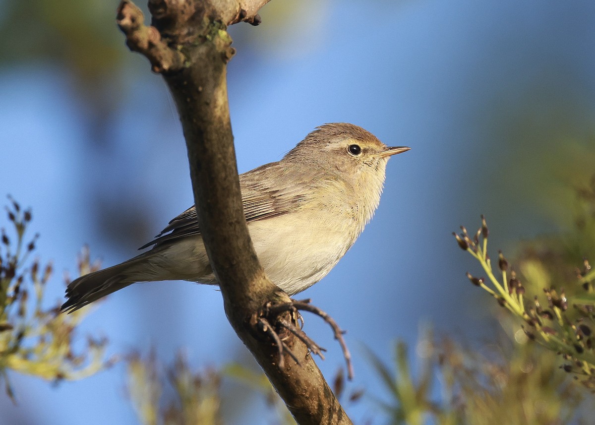 Common Chiffchaff - ML635652954