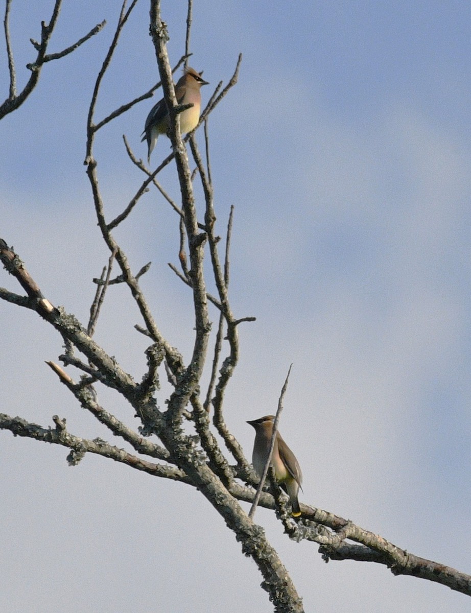 Cedar Waxwing - ML635652963