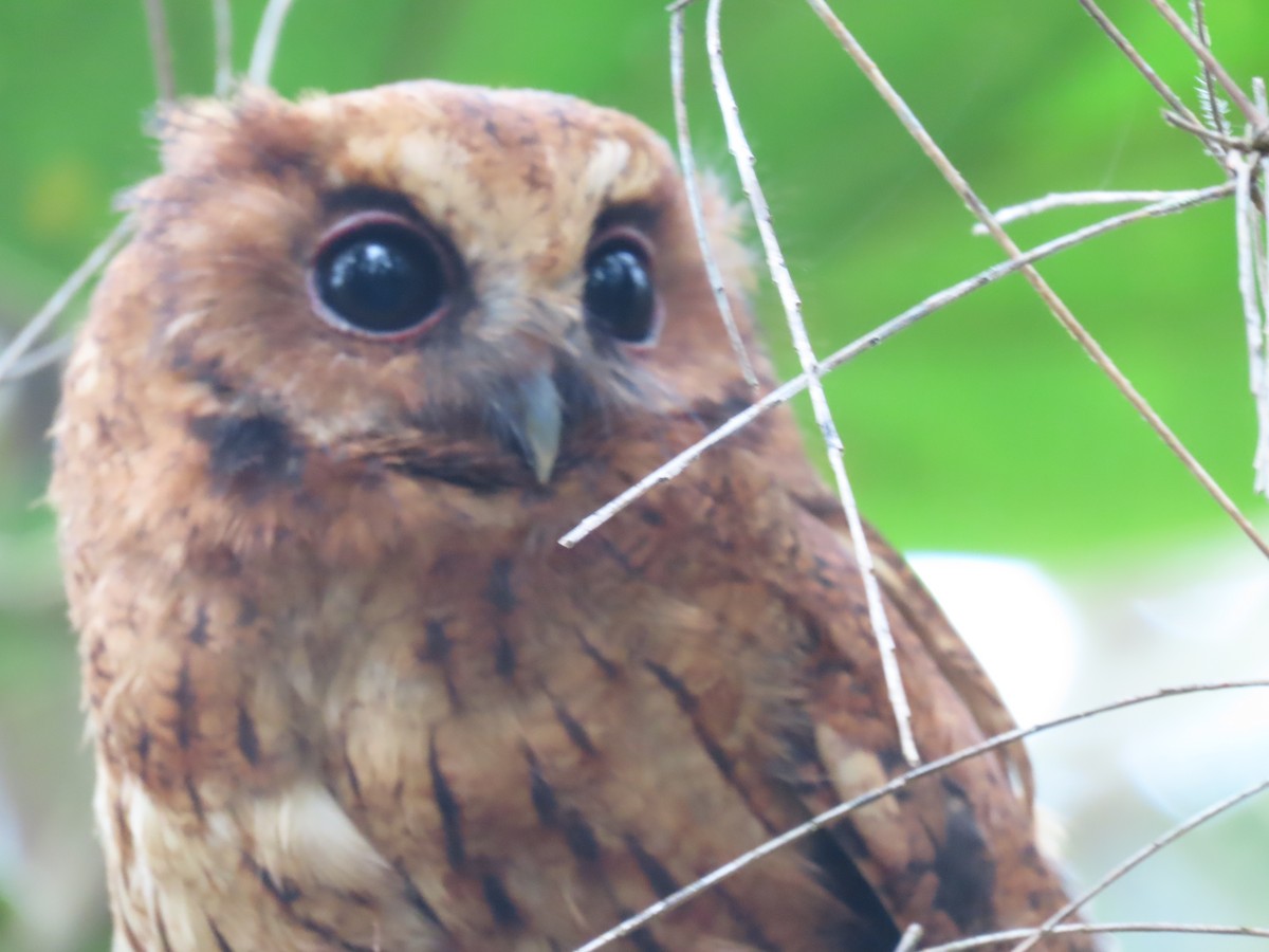 Rufescent Screech-Owl - ML635652982