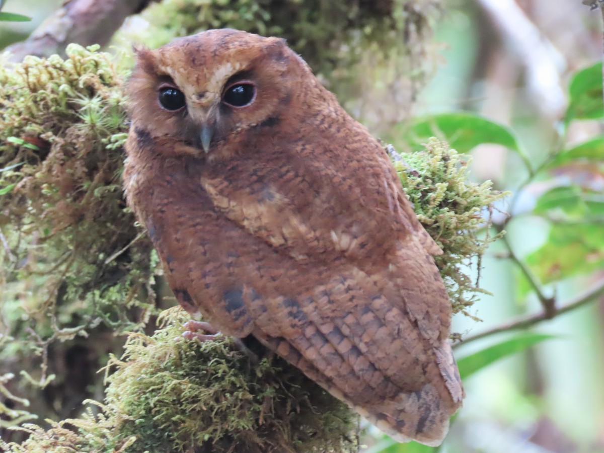 Rufescent Screech-Owl - ML635652984
