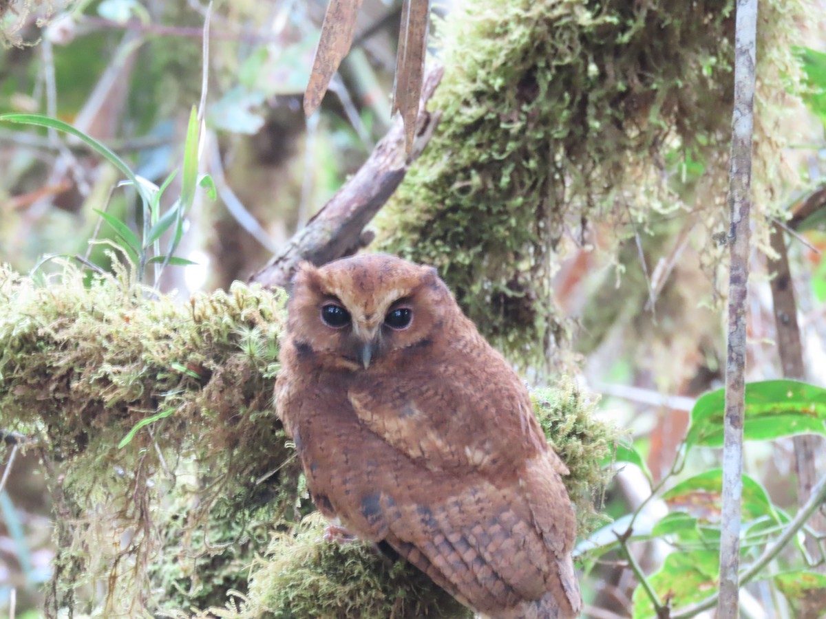 Rufescent Screech-Owl - ML635652985