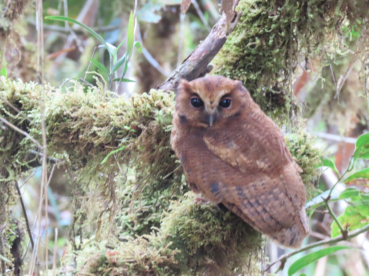 Rufescent Screech-Owl - ML635652986