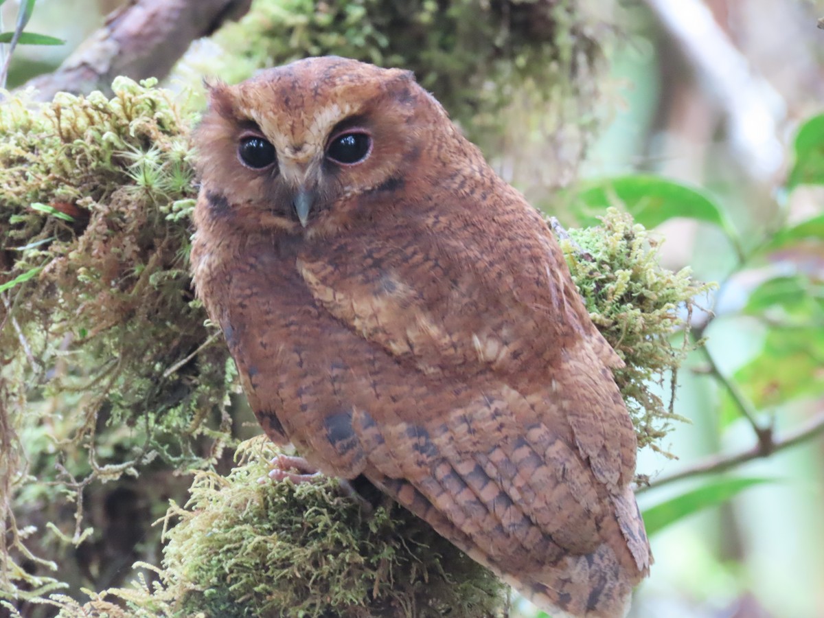 Rufescent Screech-Owl - ML635652987
