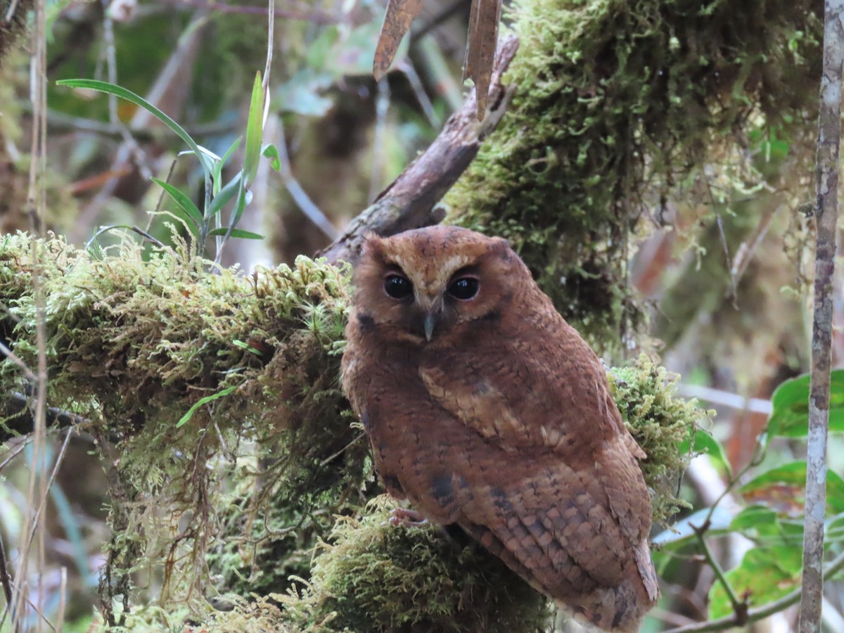 Rufescent Screech-Owl - ML635652988
