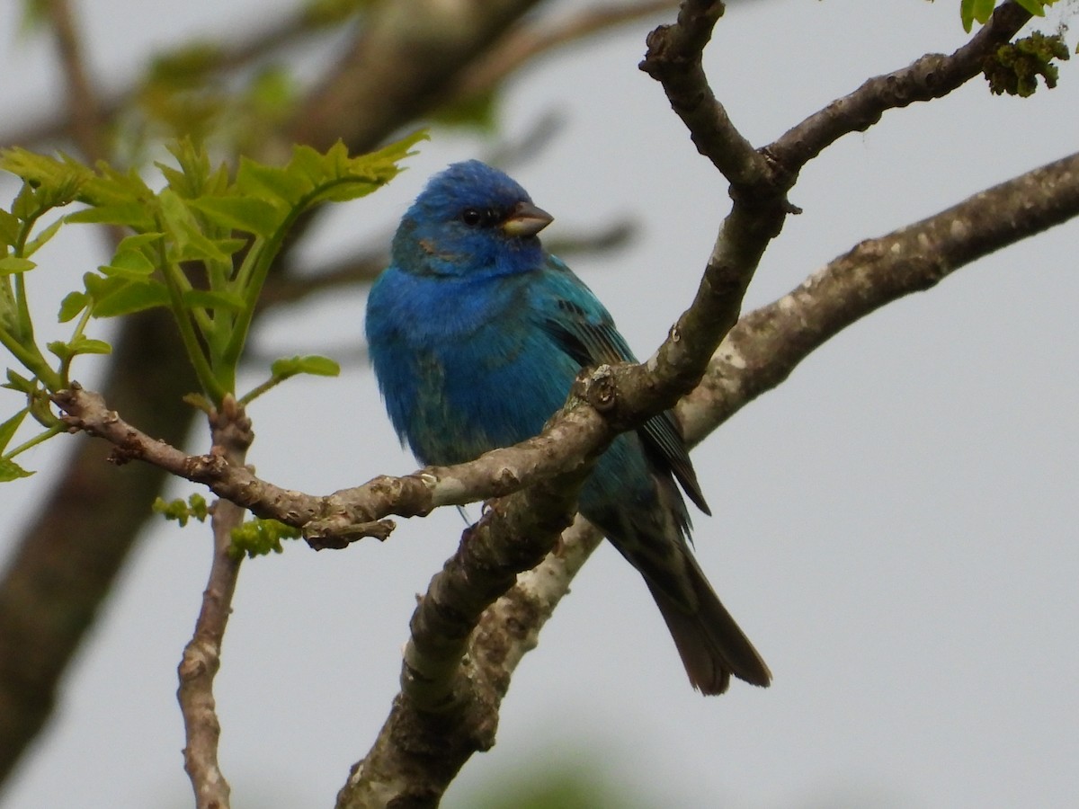 Indigo Bunting - ML635653004