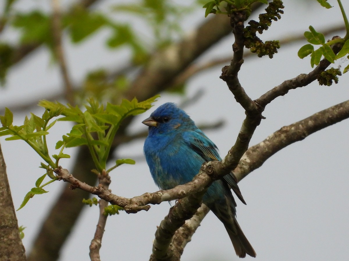 Indigo Bunting - ML635653007
