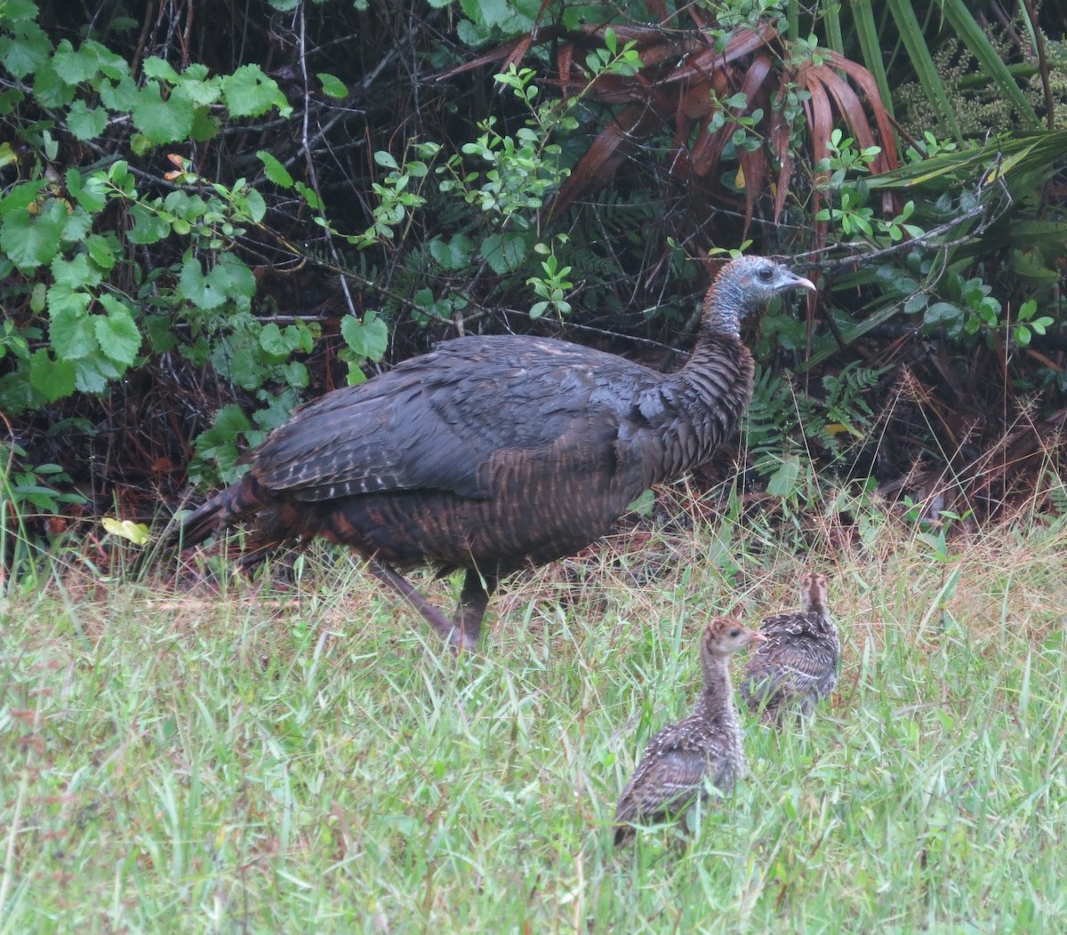 Wild Turkey - ML635653019