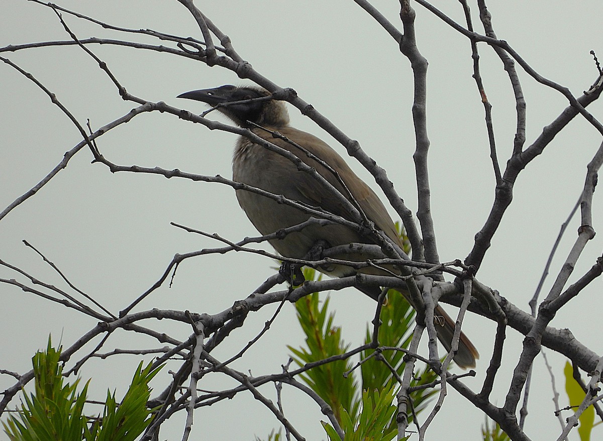 Helmeted Friarbird - ML635653020