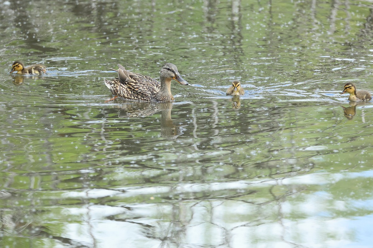 Mallard - ML635653022