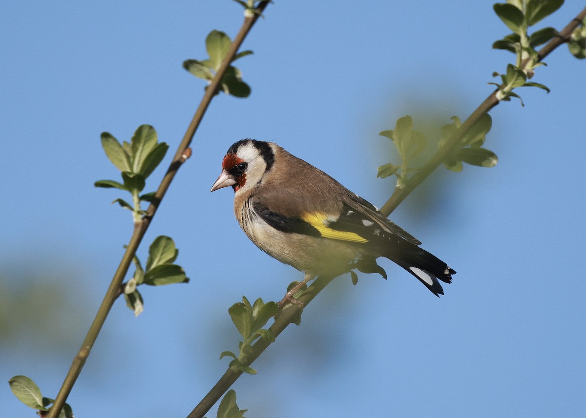 European Goldfinch - ML635653023