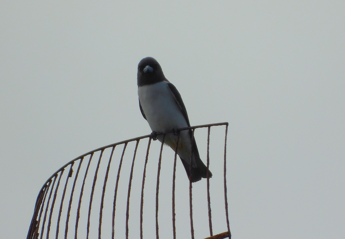 White-breasted Woodswallow - ML635653024