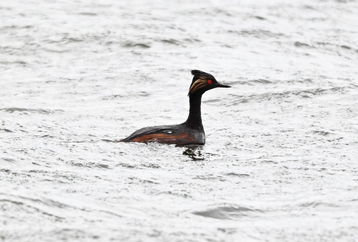 Eared Grebe - ML635653026