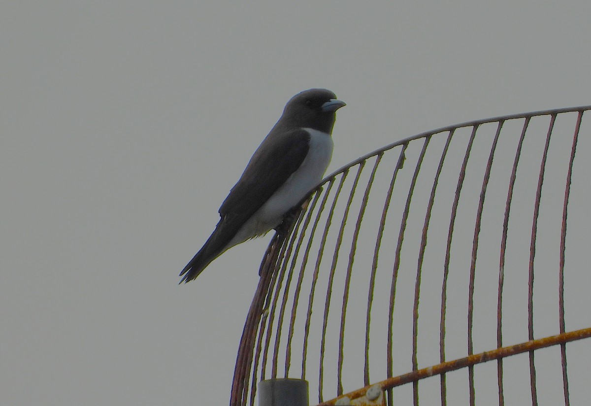 White-breasted Woodswallow - ML635653027